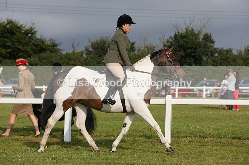 1X9A2829 - Class 25: Ridden Plaited Coloured Horse