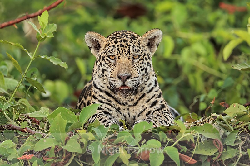 Curious Jaguar cub surveys scene from river bank, Rio Sao Lourenco - Jaguar