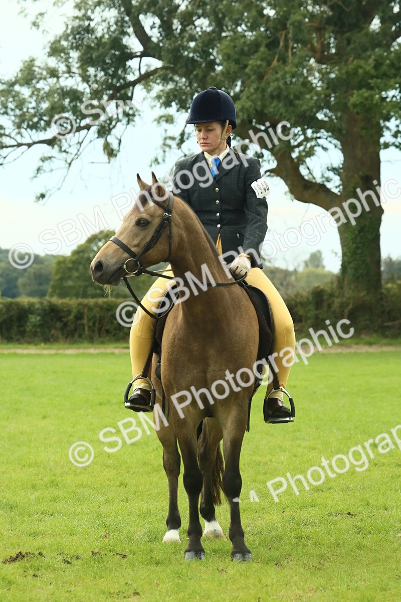 SBM_69988 - S59 - Mountain & Moorland Ridden Small Breeds