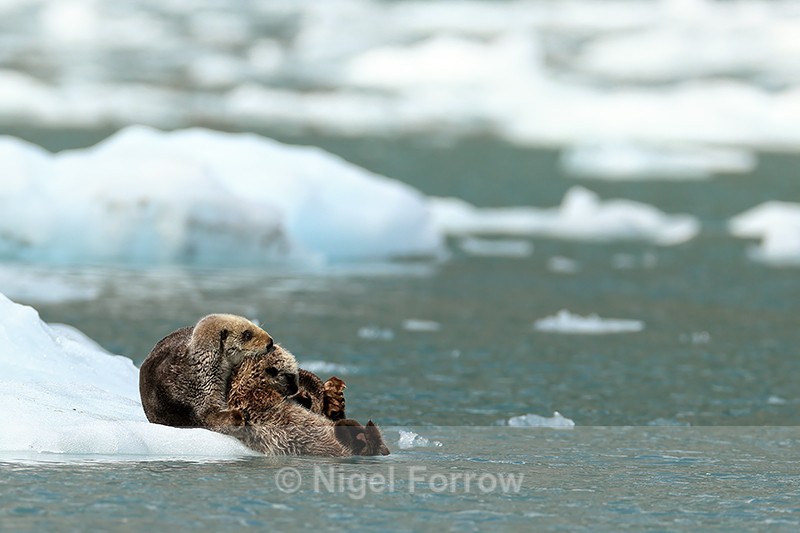 Sea Otter carries kit into water from ice floe, Alaska - Otter