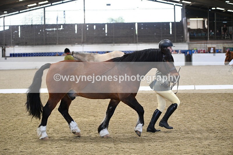 WJ5_4290 - Class 6 In hand M&M - Large Breeds