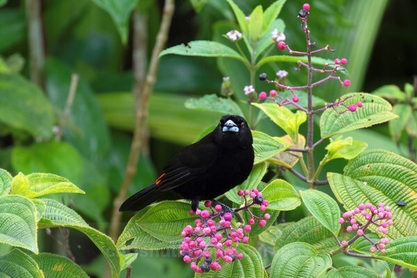  - Birds of Costa Rica and Mauritius