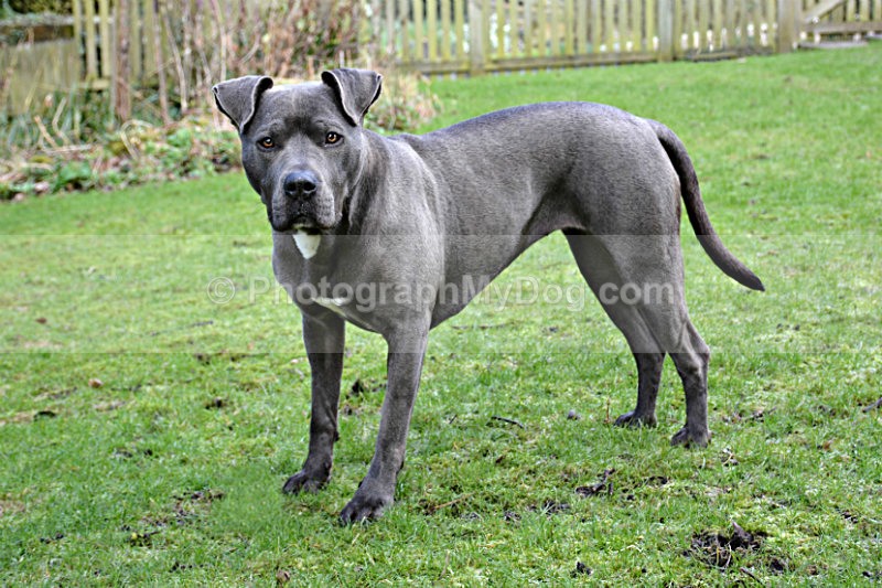  - American Staffordshire Terrier