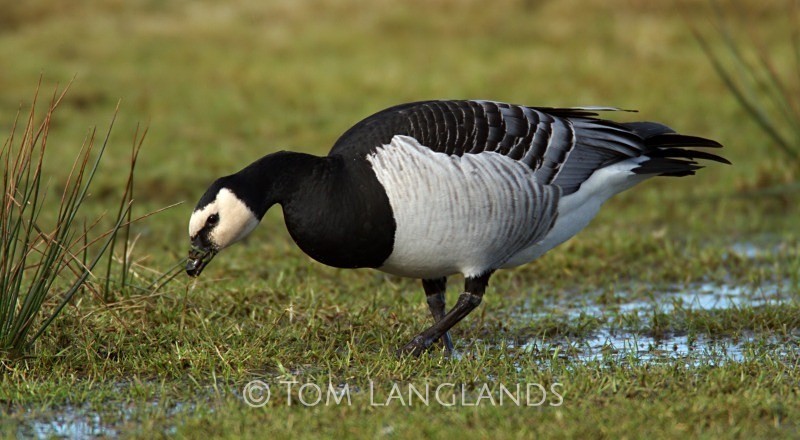 Barnacle Goose - Swans and Geese