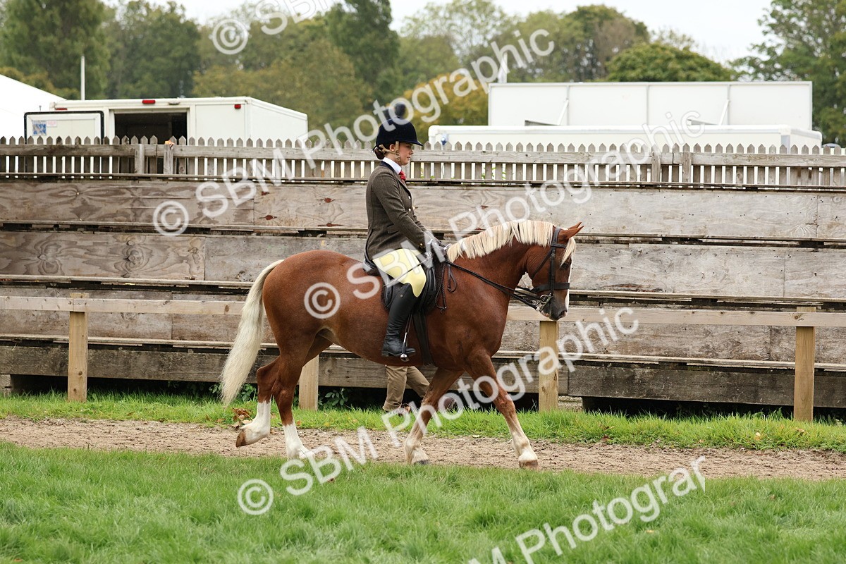 SBM_69532 - S62 - Mountain & Moorland Ridden Large Breeds