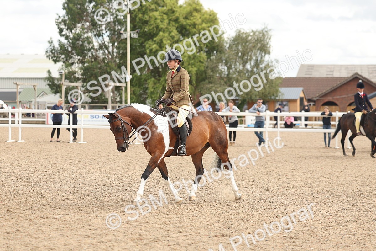 SBM_16001 - Class 311 - Ridden Show pony-Show hunter Pony
