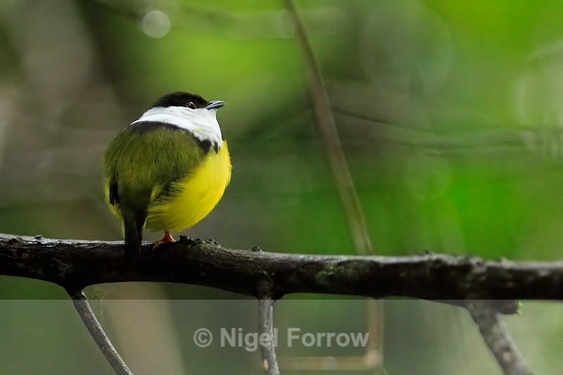 White-collared Manakin (male), Tortuguero, Costa Rica - White-collared Manakin