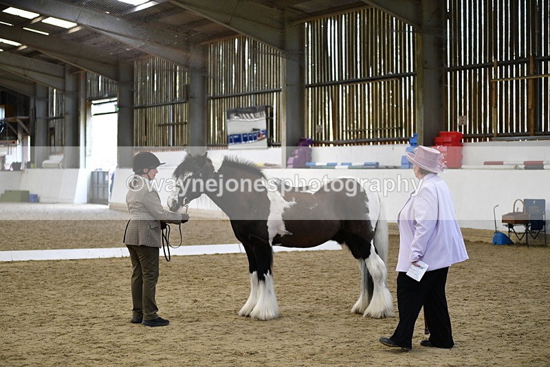 WJ5_5018 - Class 7 In hand coloured / odd coloured