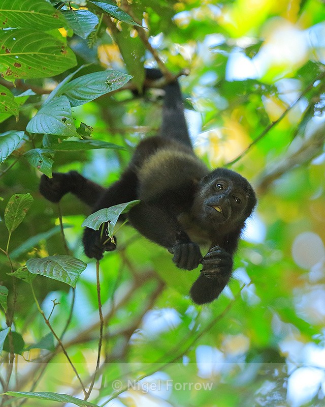 Howler Monkey eating upside down, Manuel Antonio, Costa Rica - Monkey