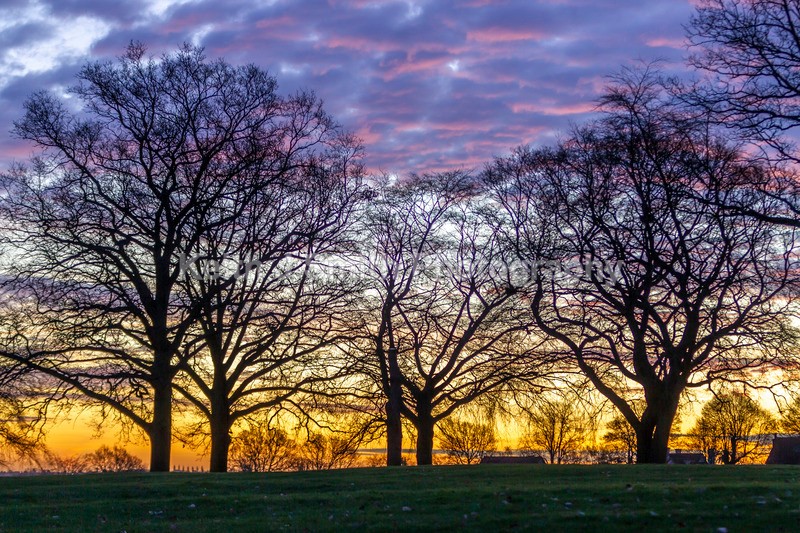 4KJS2789 - Trees in Abington Park