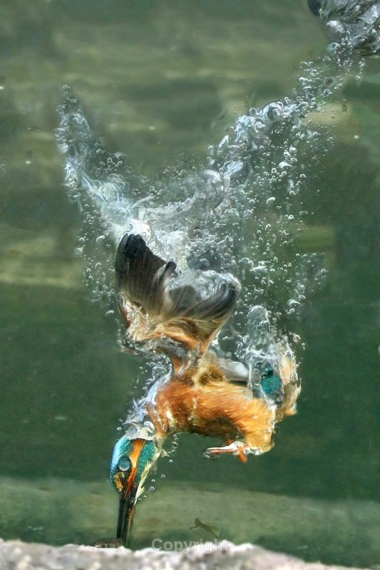 pictures of young kingfishers been fed by parents and kingfishers mating