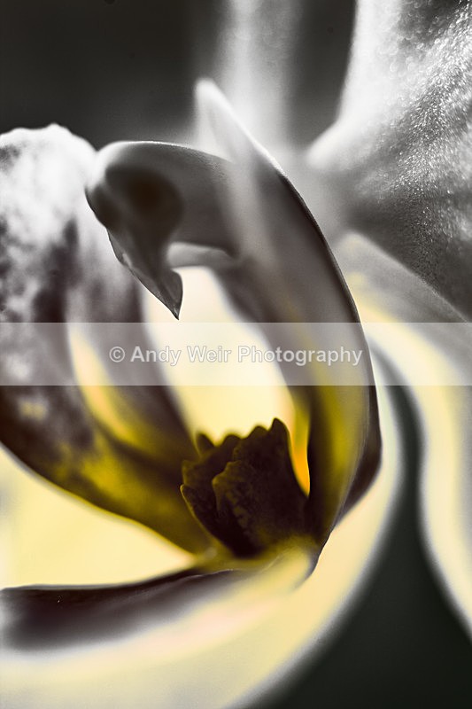 20130203-_MG_2381-1690_1 - Plants & Flowers