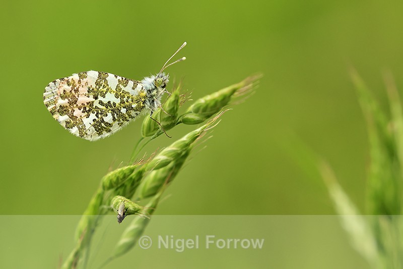 Orange-tip (male), underwings showing, South Fawley, Berkshire - INSECTS