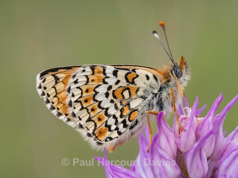 Spotted fritillary (Melitaea didyma) - Insects, Spiders and other Animals