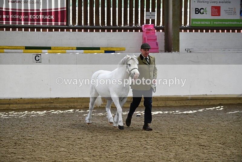 WJ5_5334 - Class 4 In hand M&M - small breeds