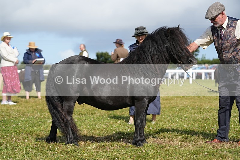 DSC05308 - Class 49: NPS Shetland 4 years and over