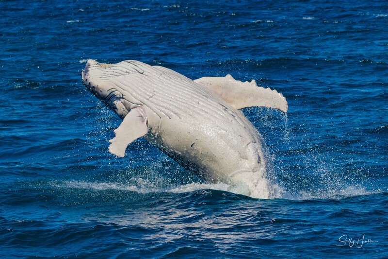 Breach 0A3A9581 - 2025 Whales