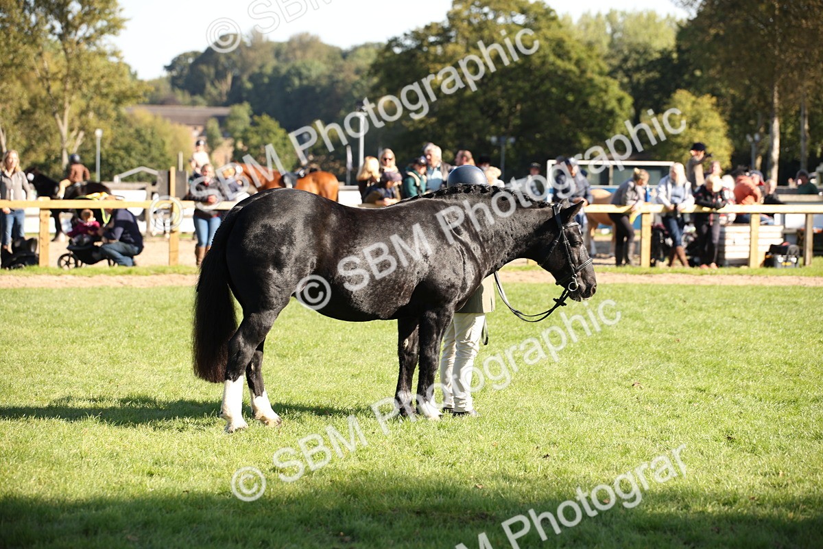 SBM_36597 - S10 - Best In Hand Horse & Pony