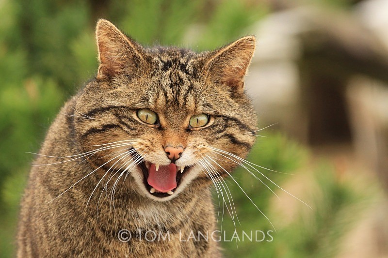 Scottish Wildcat - Scottish Wildcat