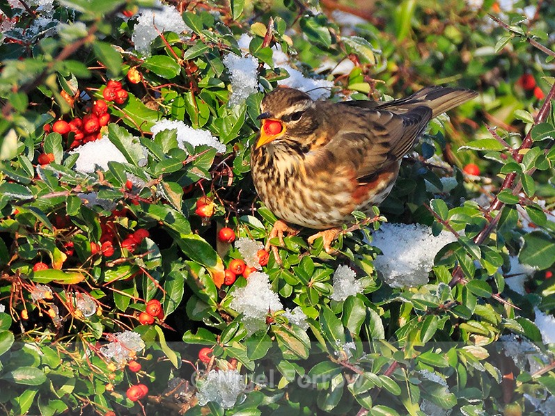 Redwing eating a red berry - Redwing