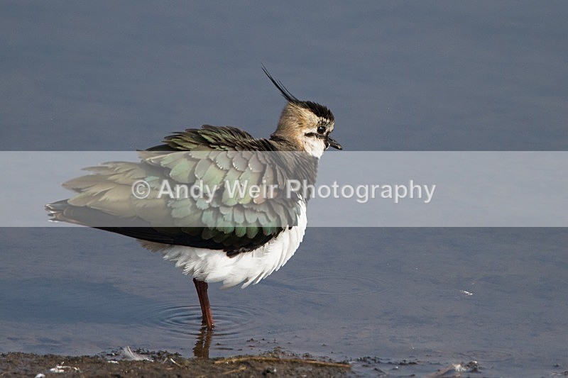20120324-_MG_9650 - Lapwing