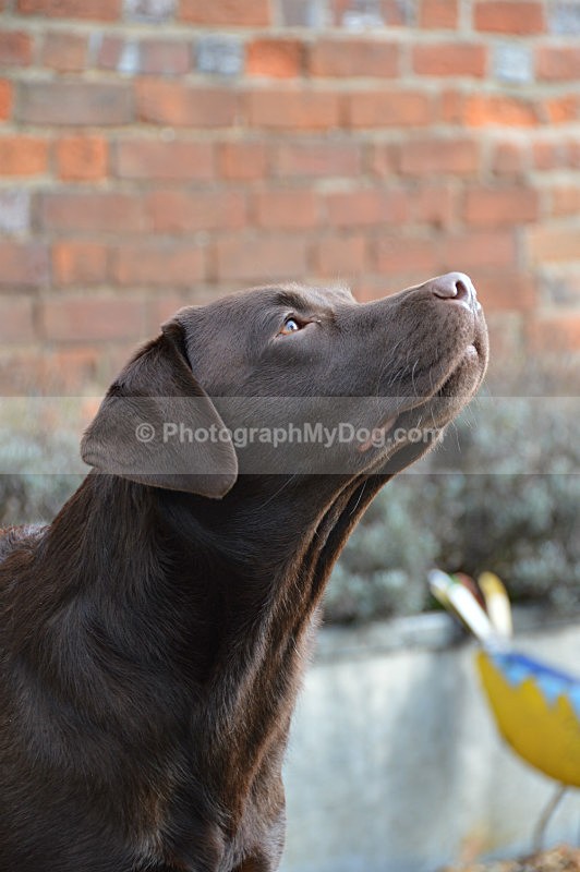  - Chocolate Labradors