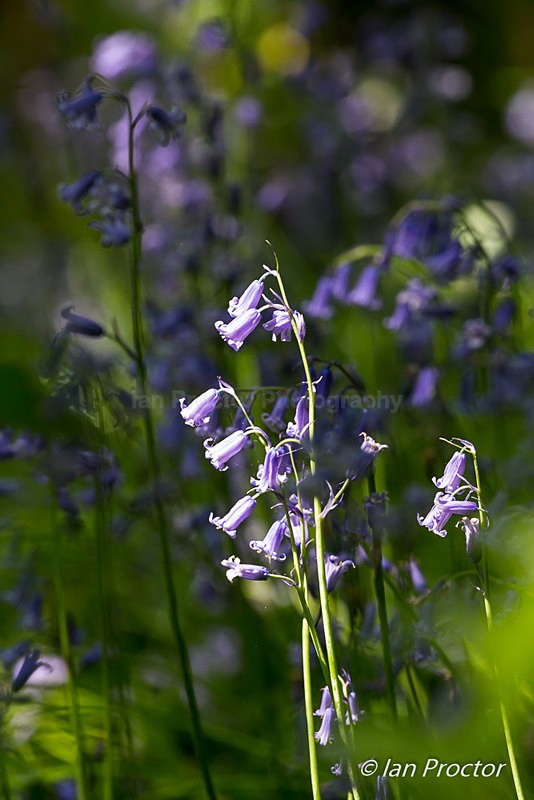 Bluebells Amongst Bluebells - Spring