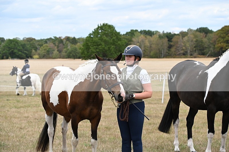 WJ6_5449 - Class 18 In-hand Coloured