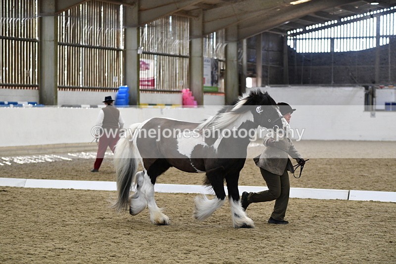 WJ5_5032 - Class 7 In hand coloured / odd coloured