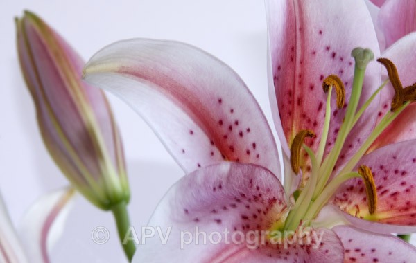 4 - Petals and Leaves