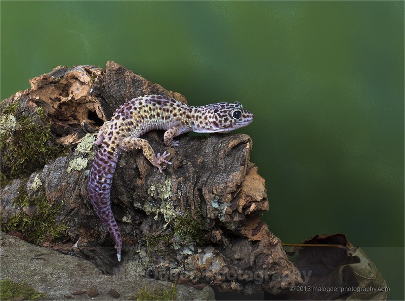 Leopard Gecko - Flora & Fauna
