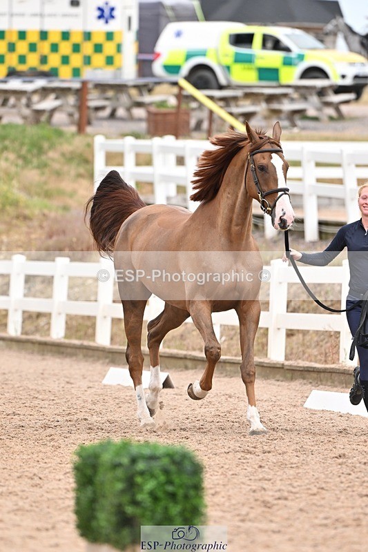 250716-161510-02518 - Trot Up 3.30 to 4.30