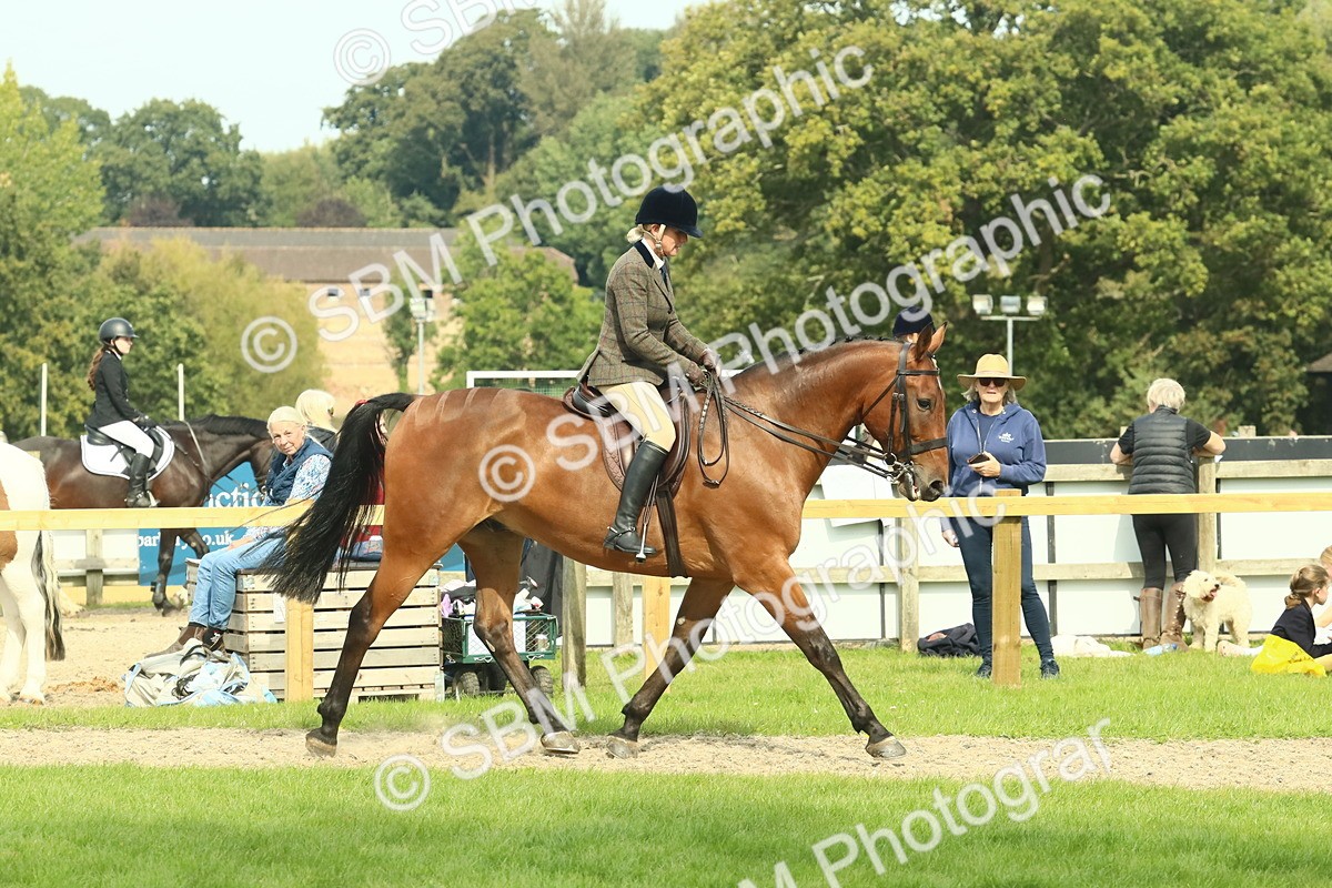 SBM_66705 - S34 - Rehabilitated Rescue Horse & Pony In Hand & Ridden