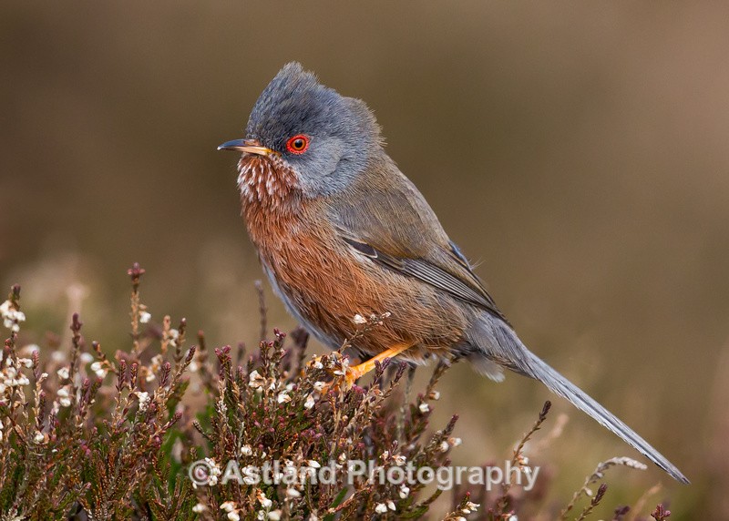 Astland Photography, Bird and Wildlife Images, Susan and Peter Wilson, U.K.