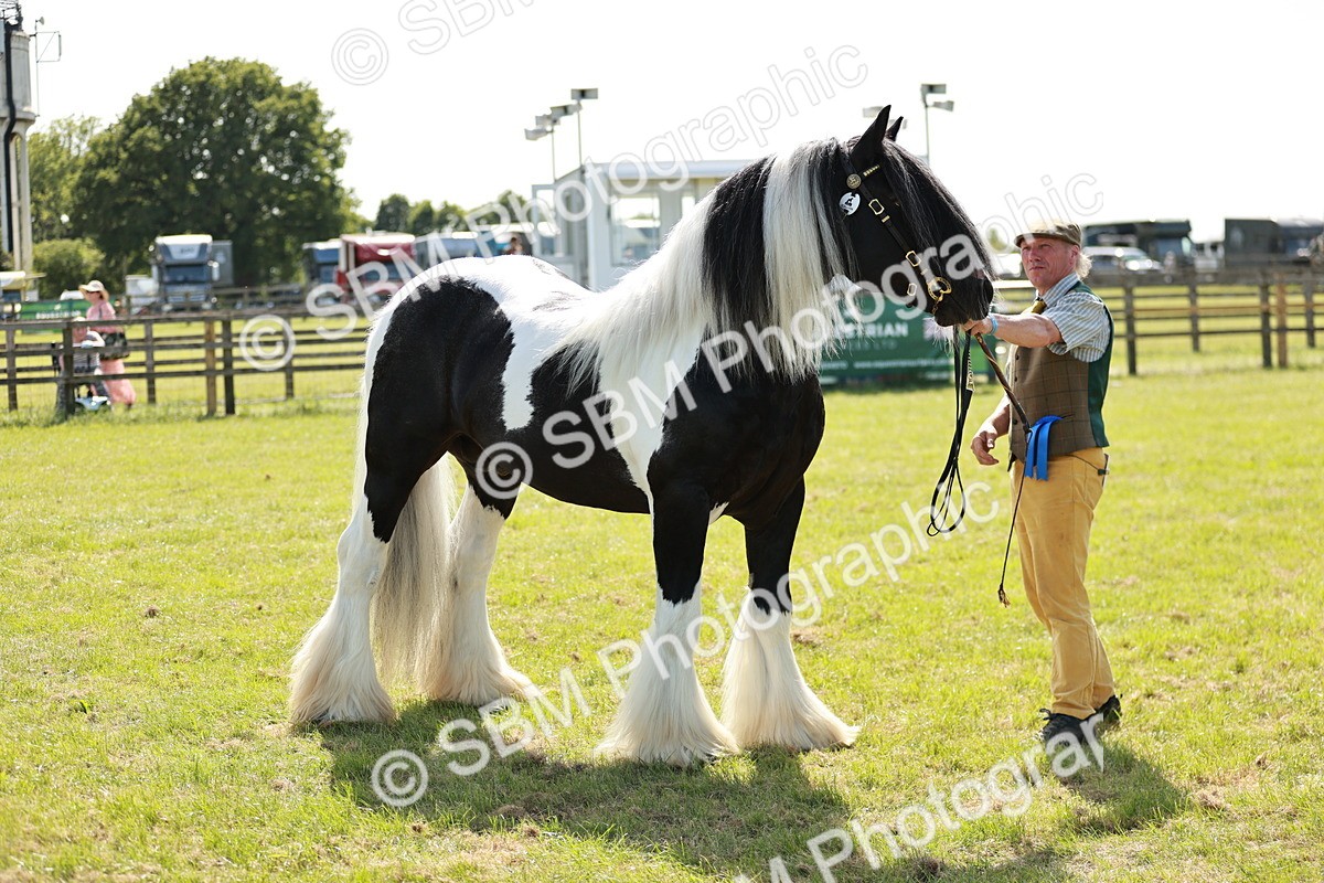 SBM_08904 - Class 63-65 - Traditional Gypsy Cobs In Hand & Ridden