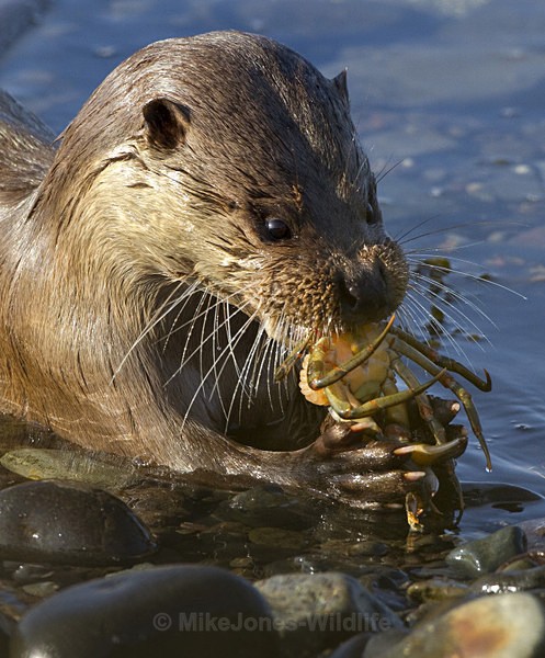 Otters, Isle of Mull, Scotland - OTTERS, ISLE OF MULL, SCOTLAND
