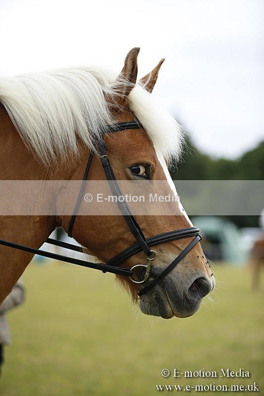 BVR160717-295 - Ring 1 BVRC Show 16/07/17