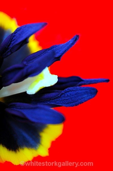 Tulip - Up Close !