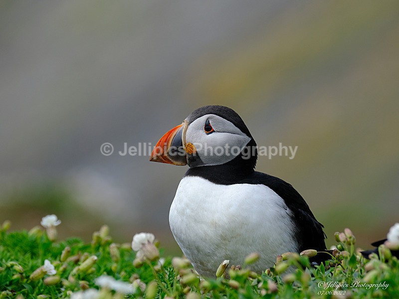  - Wildlife and Nature