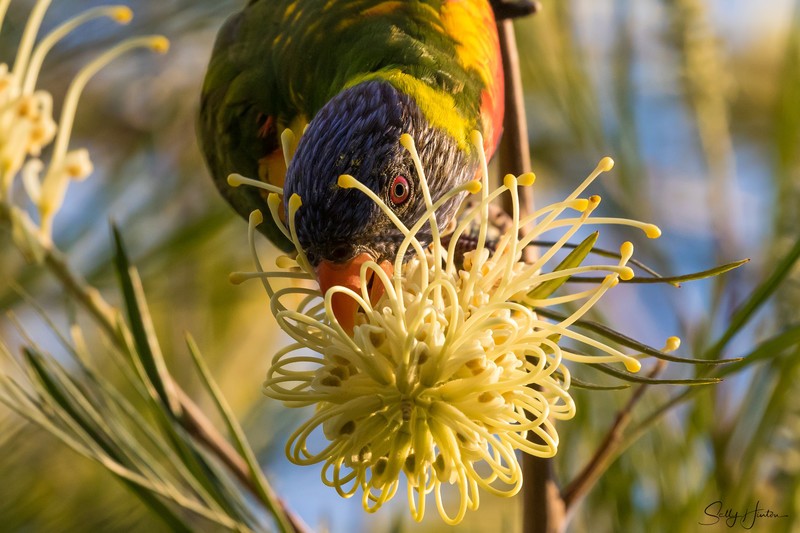 Lorikeet with nectar 1