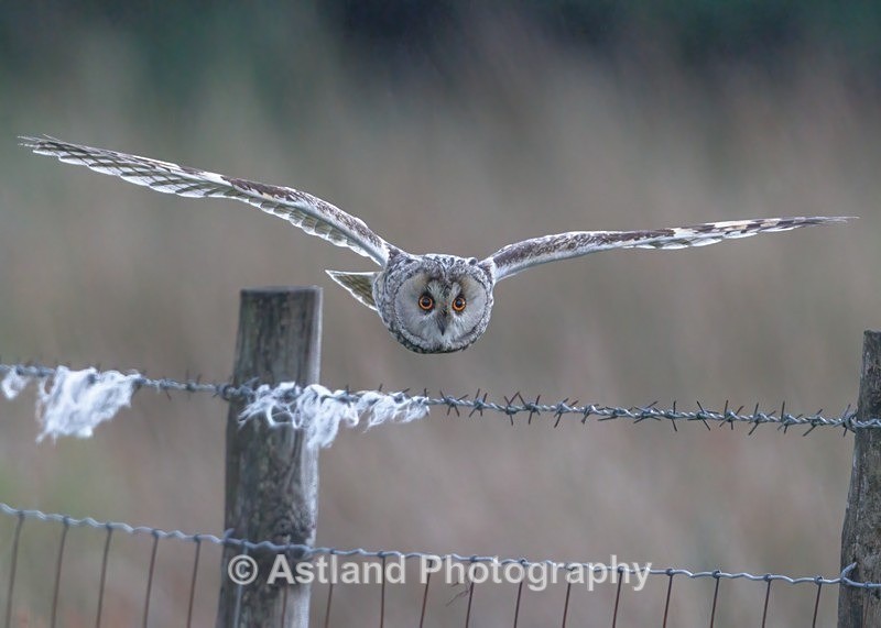 Astland Photography, Bird and Wildlife Images, Susan and Peter Wilson, U.K.