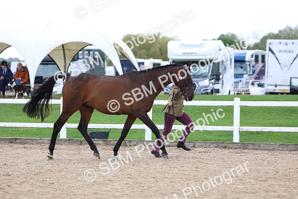 SBM_04999 - Class 27 - IH Competition Horse or Pony
