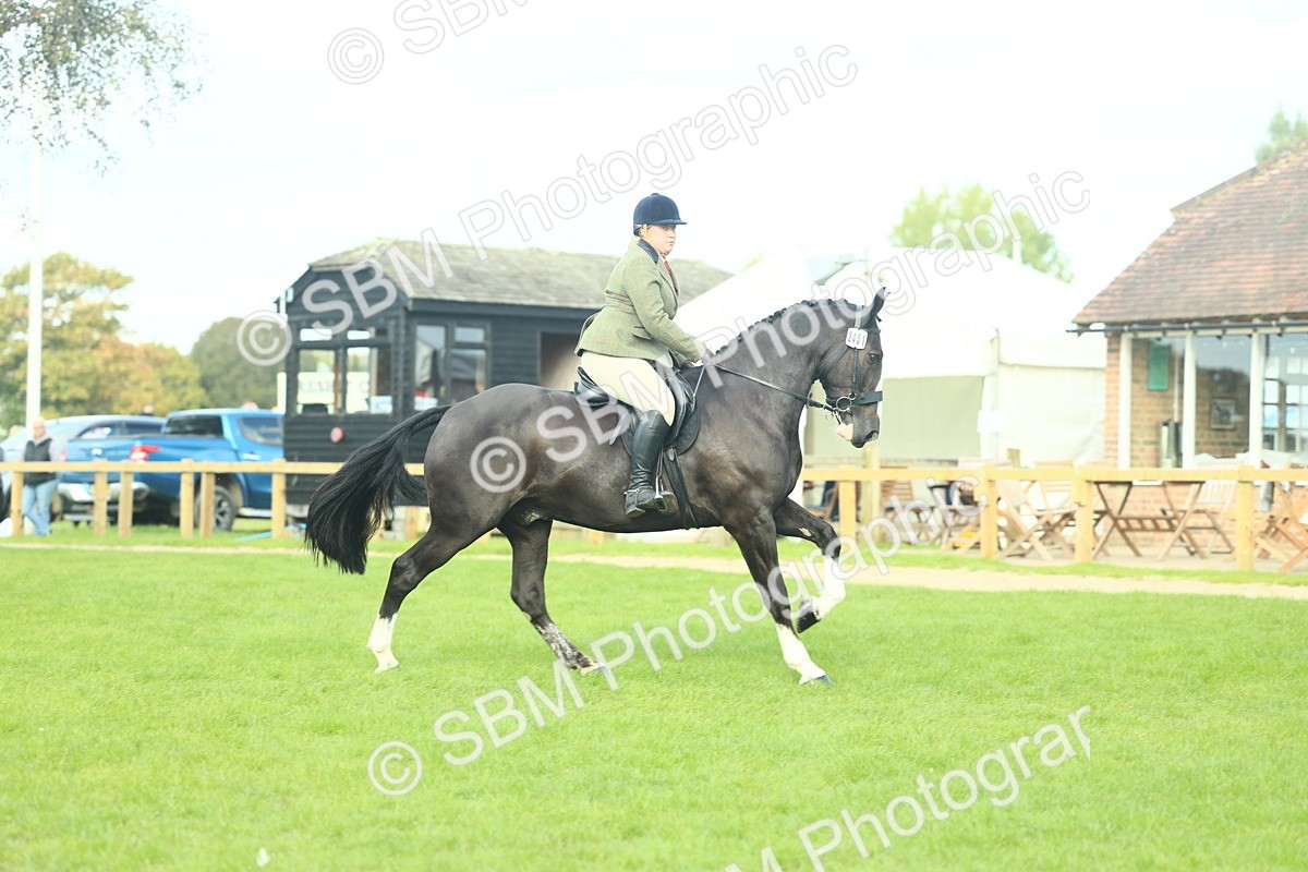SBM_50617 - S33 - Working Hunter & Working Show Horse