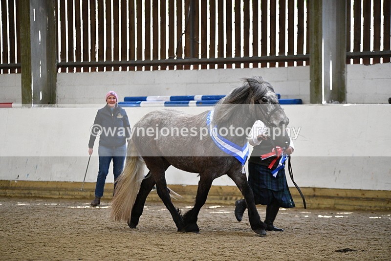 WJ5_5886 - Morning in hand Championship