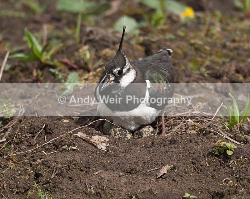 20100501-WE 282 - Woolston Eyes Nature Reserve