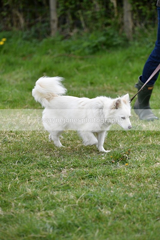 WJ5_9083 - Class 1 Best Cross Breed / Heniz 57