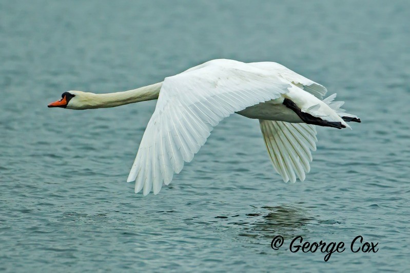 Swan in Flight
