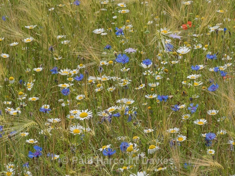 Cereal field with wild flowers, Colfiorito, Umbria, Italy - Flowers in the Landscape - 1