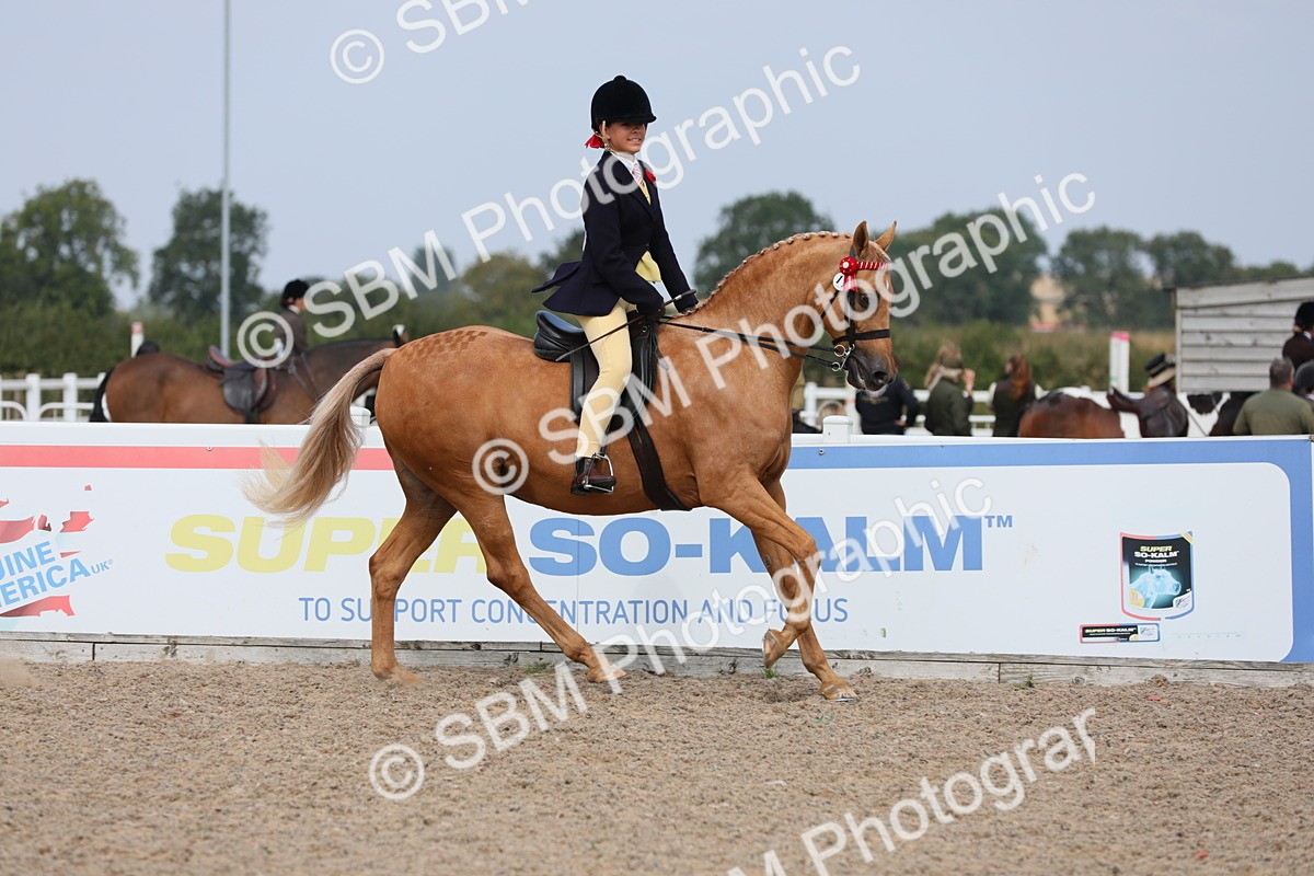 SBM_15617 - Class 311 Ridden Show Pony/ Show Hunter Pony
