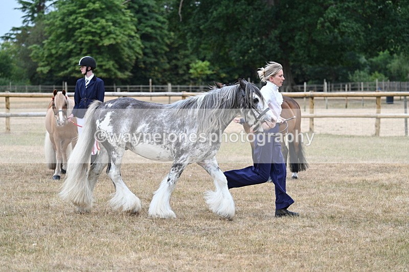 WJ7_9637 - Class 5 Most Handsome Gelding (up to 14.2hh)